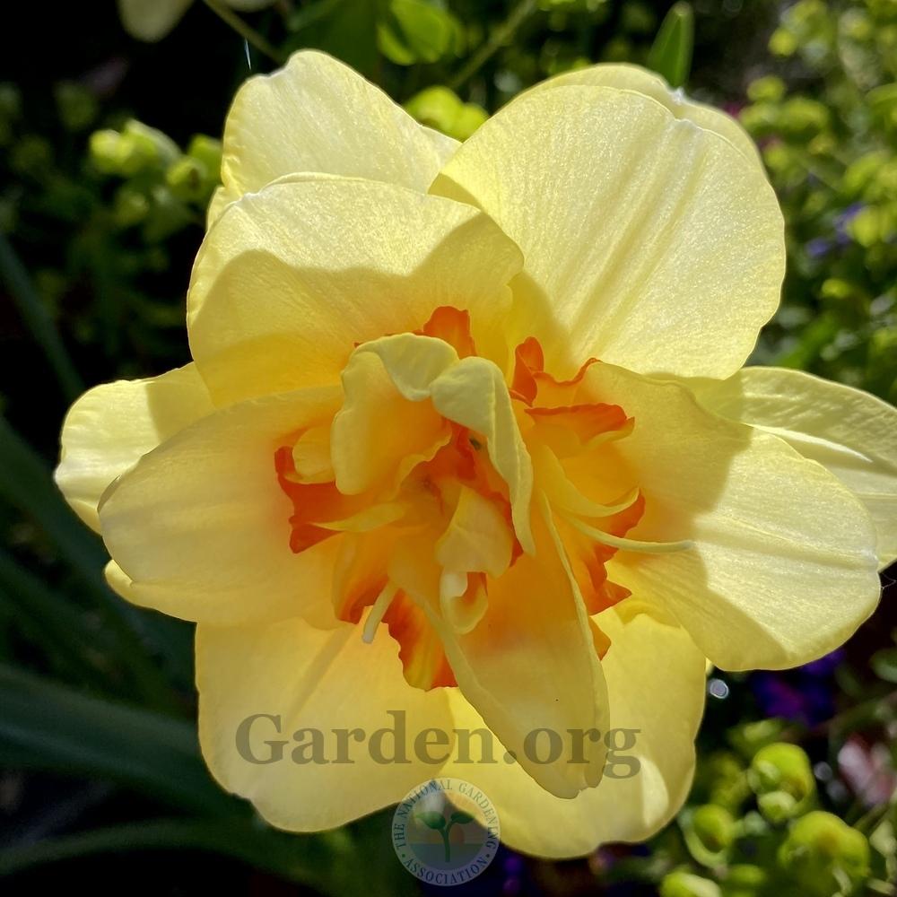 Photo of Double Daffodil (Narcissus 'Tahiti') uploaded by springcolor