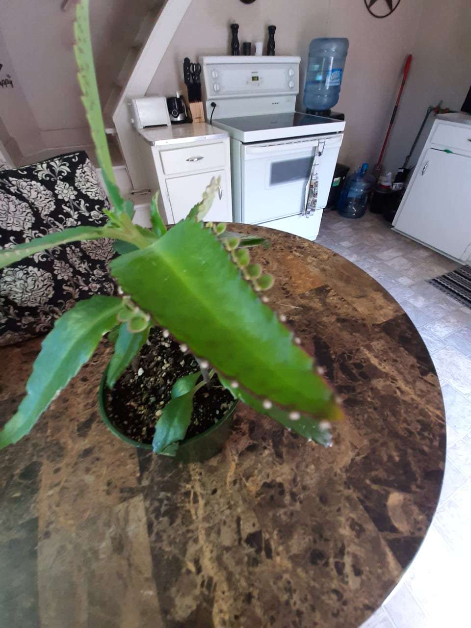 Photo of Mother of Thousands (Kalanchoe daigremontiana 'Jaws of Life') uploaded by Ashleypem33