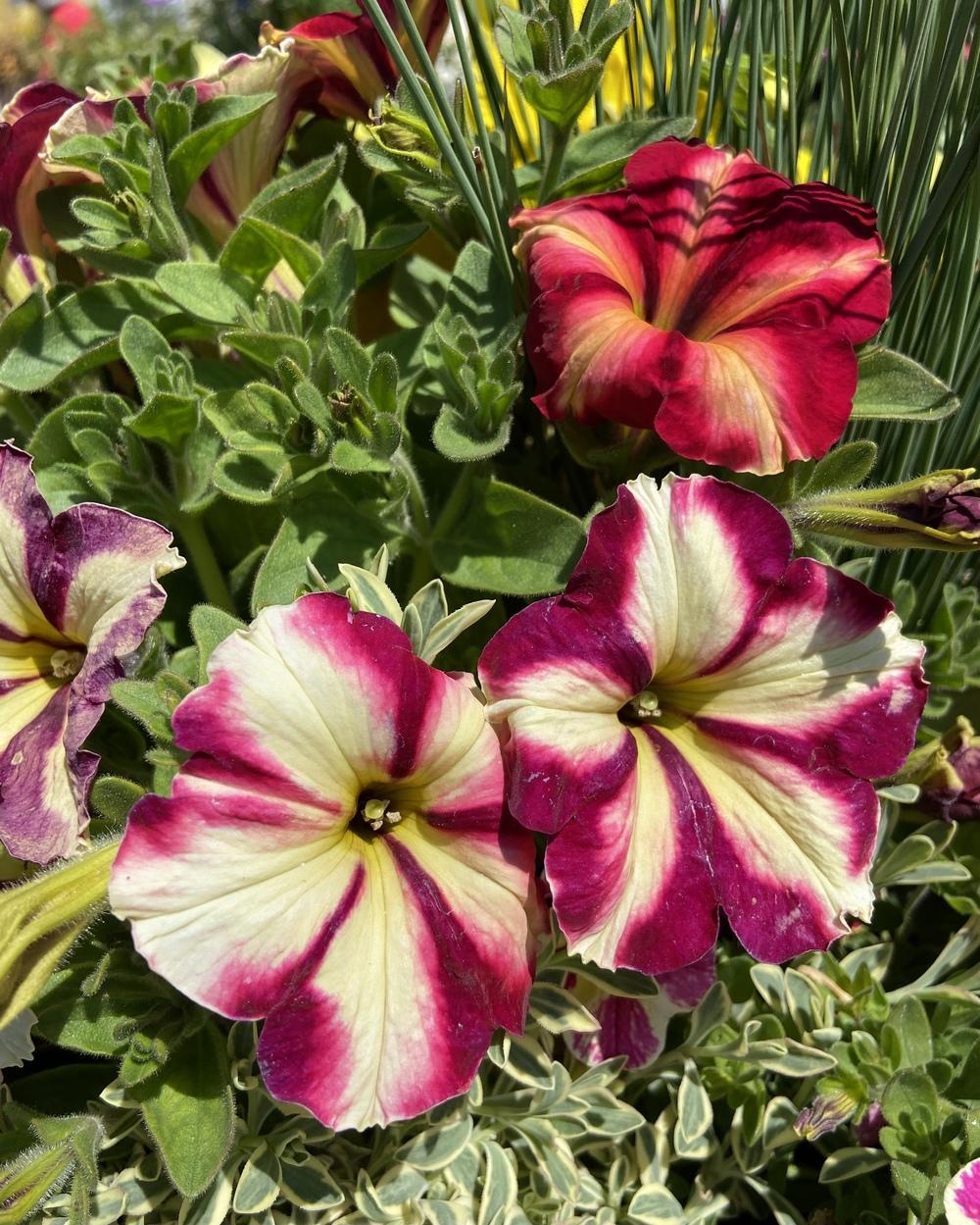 Photo of Petunia 'Cha-Ching Cherry' uploaded by Calif_Sue