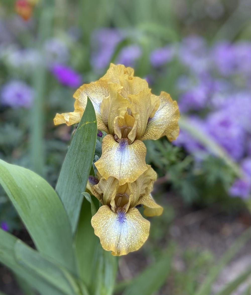 Photo of Standard Dwarf Bearded Iris (Iris 'Ninja Turtles') uploaded by Calif_Sue