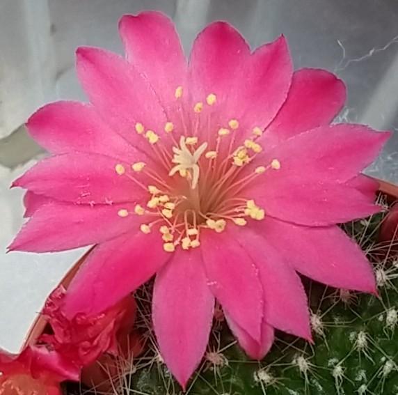 Photo of Crown Cactus (Rebutia minuscula 'Violaciflora') uploaded by Heart2Heart