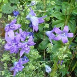 Location: Riverview, Robson, B.C.
Date: 2008-06-15
- The Campanula patula on the left has doubled blossoms!