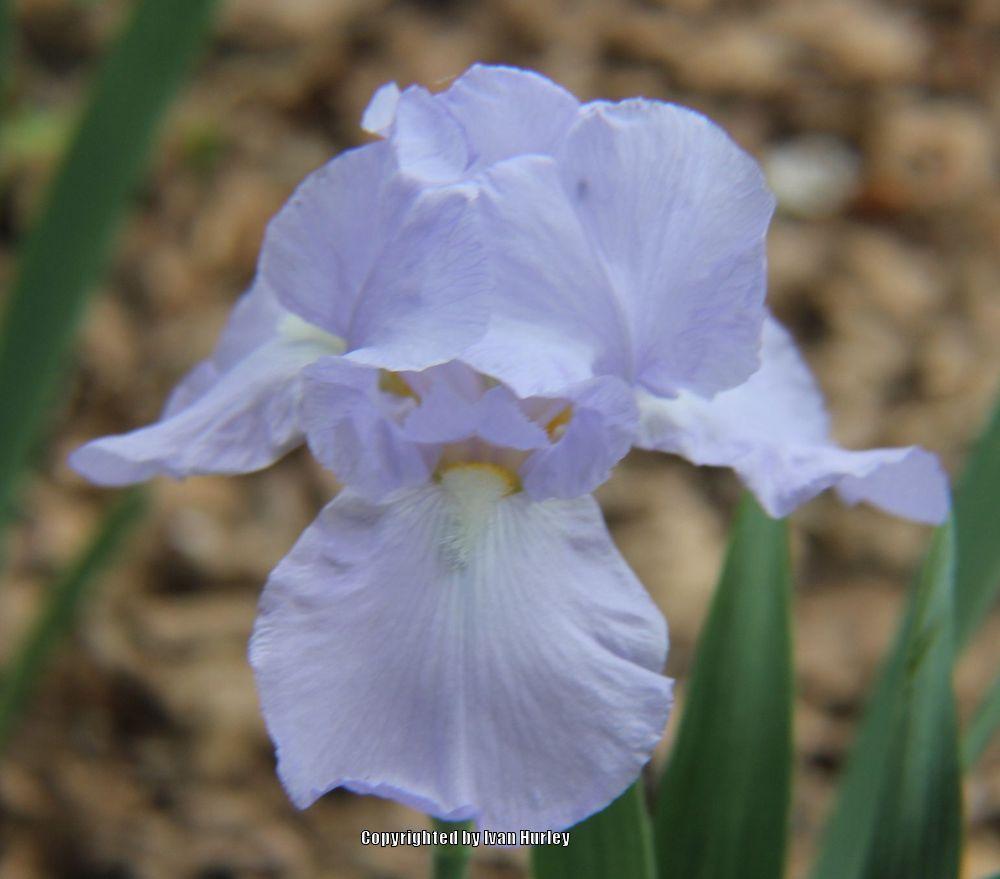 Photo of Tall Bearded Iris (Iris 'Eleanor's Pride') uploaded by Ivan_N_Tx