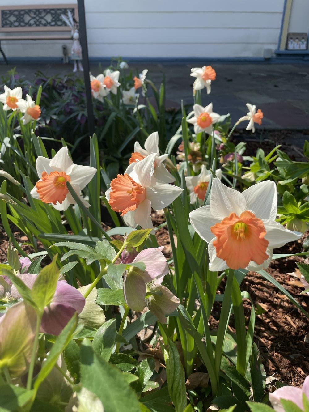 Photo of Large-cupped Daffodil (Narcissus 'Chromacolor') uploaded by Zoia
