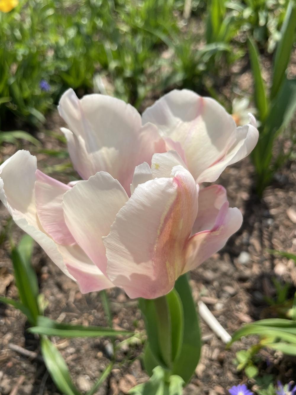 Photo of Darwin Hybrid Tulip (Tulipa 'Ollioules') uploaded by Zoia