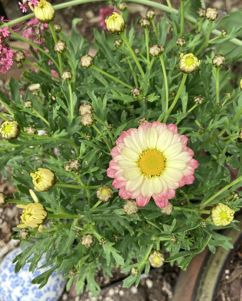 Photo of Marguerite Daisy (Argyranthemum Aramis® Apricot) uploaded by Calif_Sue