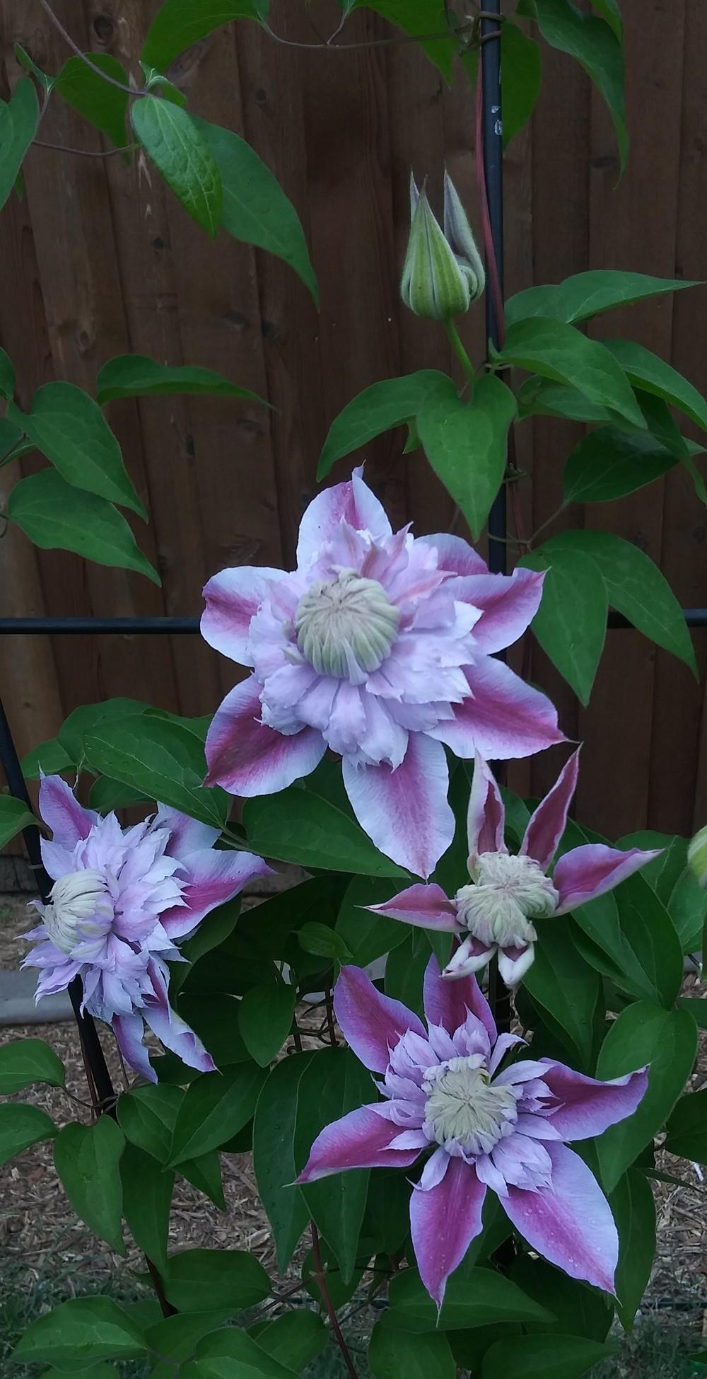 Photo of Clematis Josephine™ uploaded by Daisysdaughter