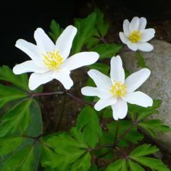 Location: Nora's Garden - Castlegar, B.C.
Date: 2015-04-21
- Sprightly Spring blooms.