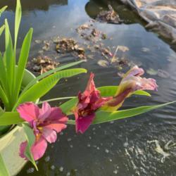 Location: Photo credit to Elroy Masters, growing in his pond in Arizona.  
Goodwin Fire