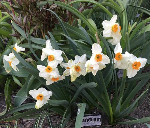 Photo of Daffodil (Narcissus 'Geranium') uploaded by MaryDurtschi