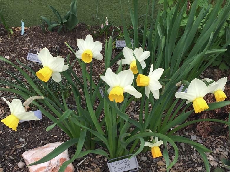 Photo of Cyclamineus Daffodil (Narcissus 'Orange Comet') uploaded by MaryDurtschi