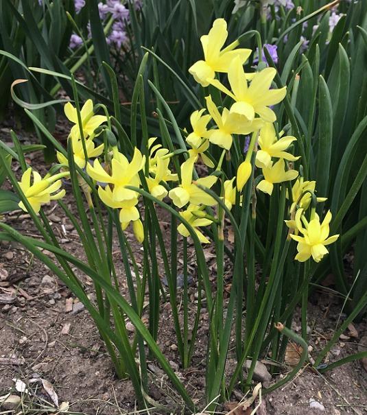 Photo of Triandrus Daffodil (Narcissus 'Hawera') uploaded by MaryDurtschi