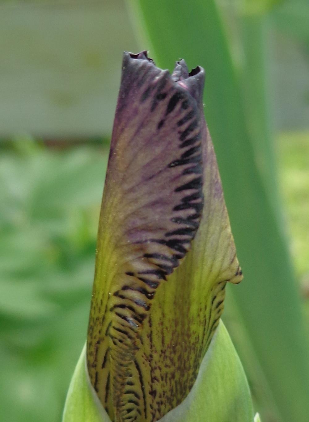 Photo of Miniature Tall Bearded Iris (Iris 'Rayos Adentro') uploaded by lovemyhouse