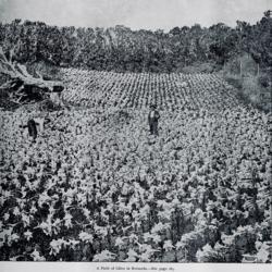 
Date: c. 1889
photo of a lily field in Bermuda from 'Garden & Forest', vol.2, 1