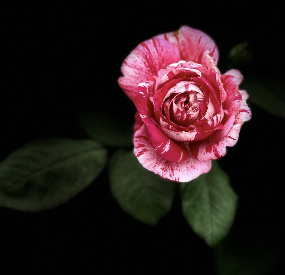 Photo of Roses (Rosa) uploaded by Ardonarm2