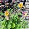 Newly purchased Geum Tempo Yellow