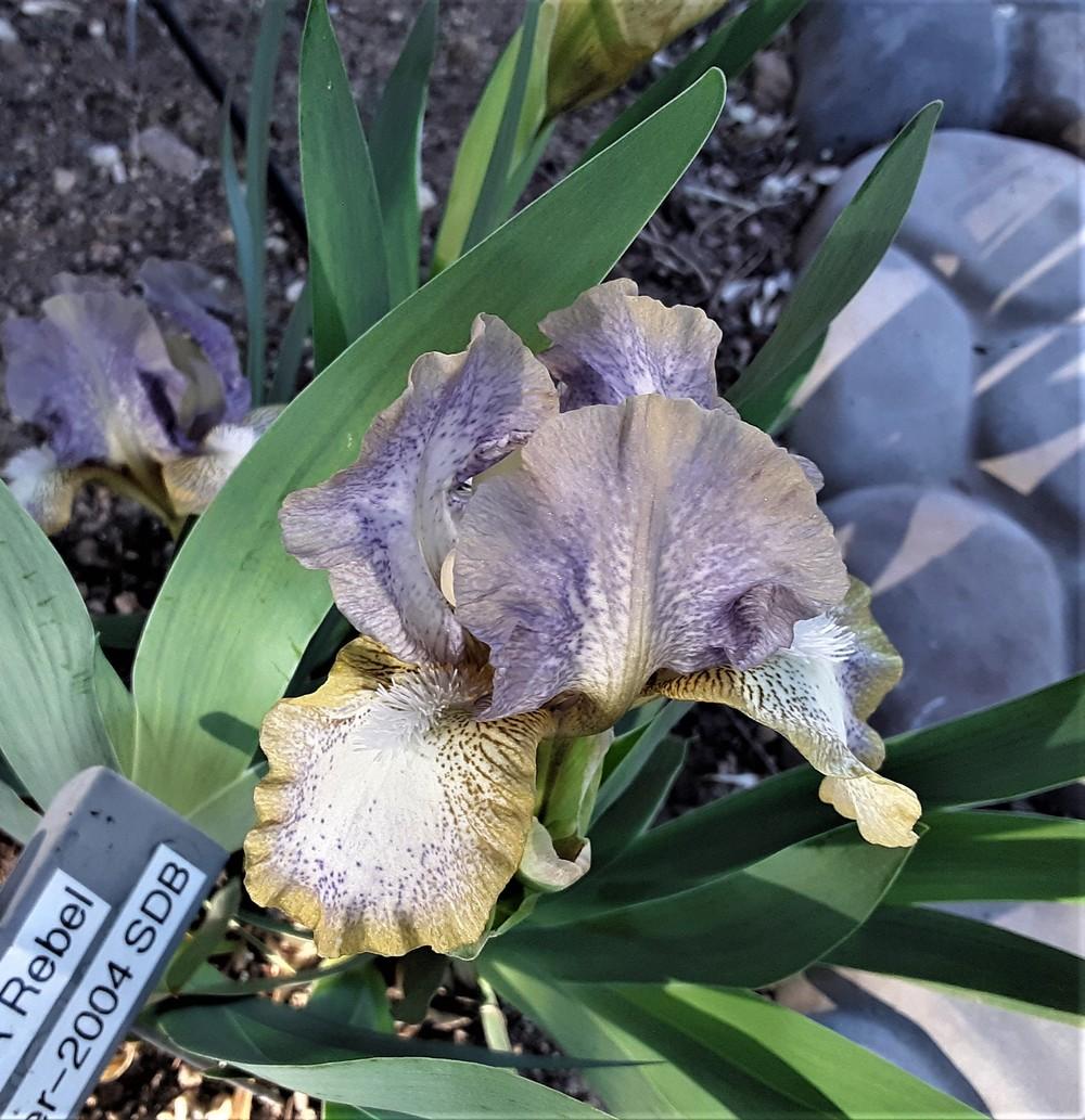 Photo of Standard Dwarf Bearded Iris (Iris 'He's a Rebel') uploaded by Bitoftrouble