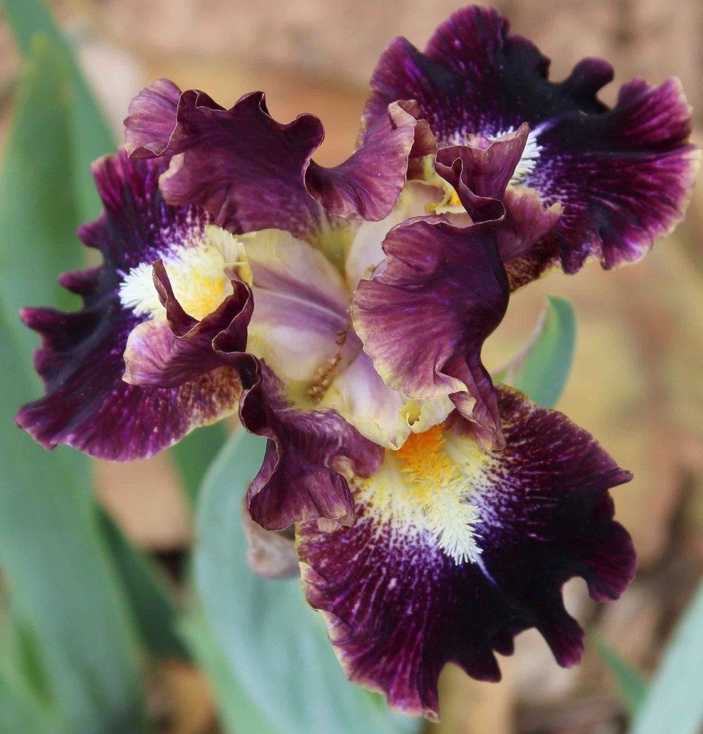 Photo of Intermediate Bearded Iris (Iris 'Micro Burst') uploaded by Bloombuddie