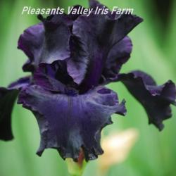 
Date: 2015-05-17
Image courtesy of Pleasants Valley Iris Farm