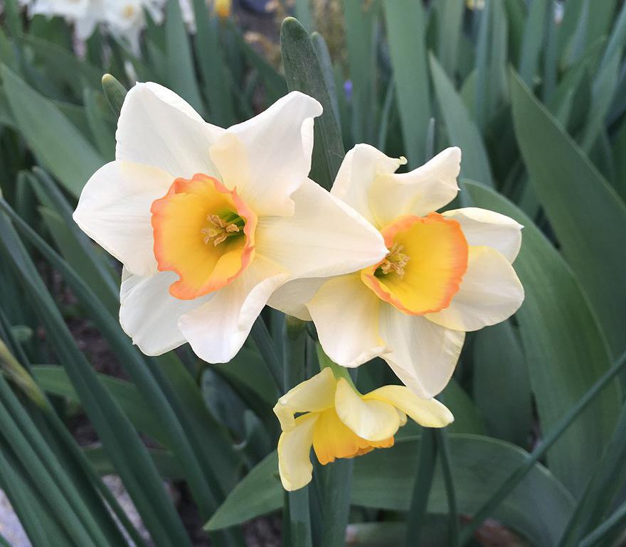 Photo of Jonquilla Daffodil (Narcissus 'Yazz') uploaded by MaryDurtschi