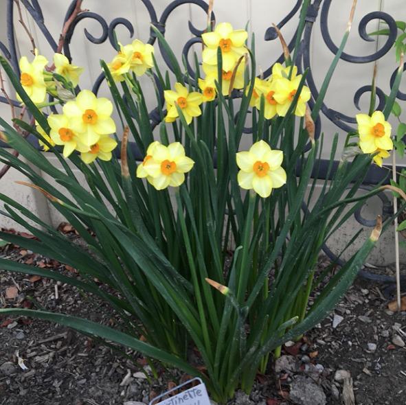 Photo of Tazetta Daffodil (Narcissus 'Martinette') uploaded by MaryDurtschi