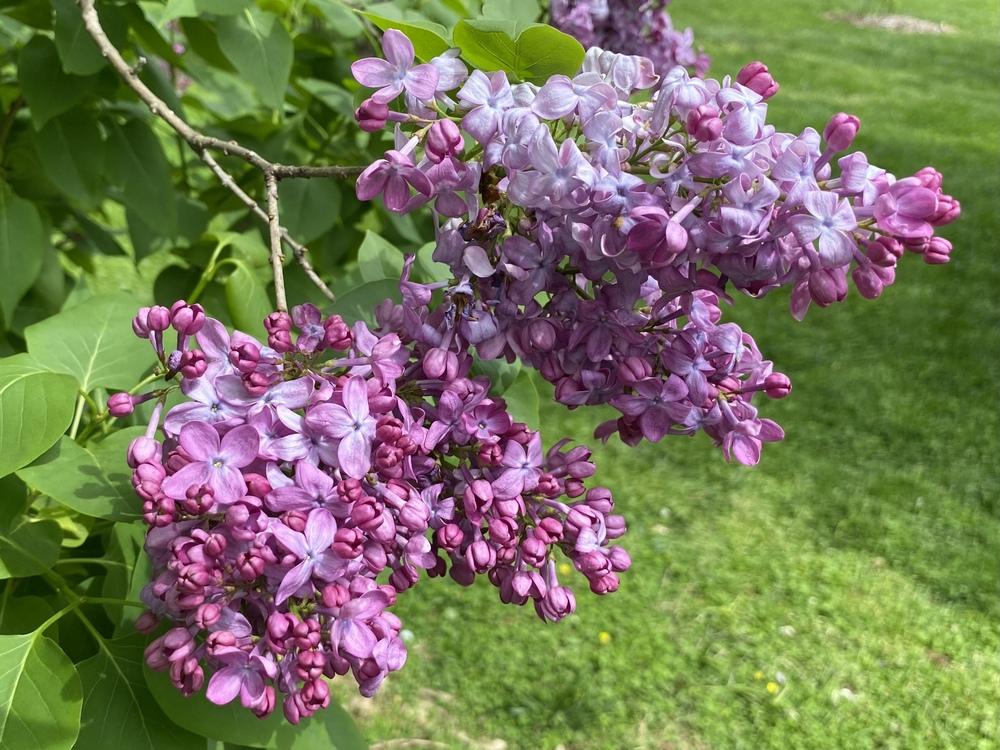 Photo of Common Lilac (Syringa vulgaris 'Marechal Foch') uploaded by csandt