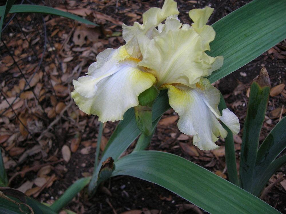 Photo of Tall Bearded Iris (Iris 'Purr Form Mints') uploaded by glendolyn