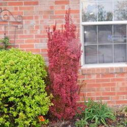 Location: Just off my front porch
Date: 2021-04-23
Japanese Barberry (Berberis thunbergii Orange Rocket®)