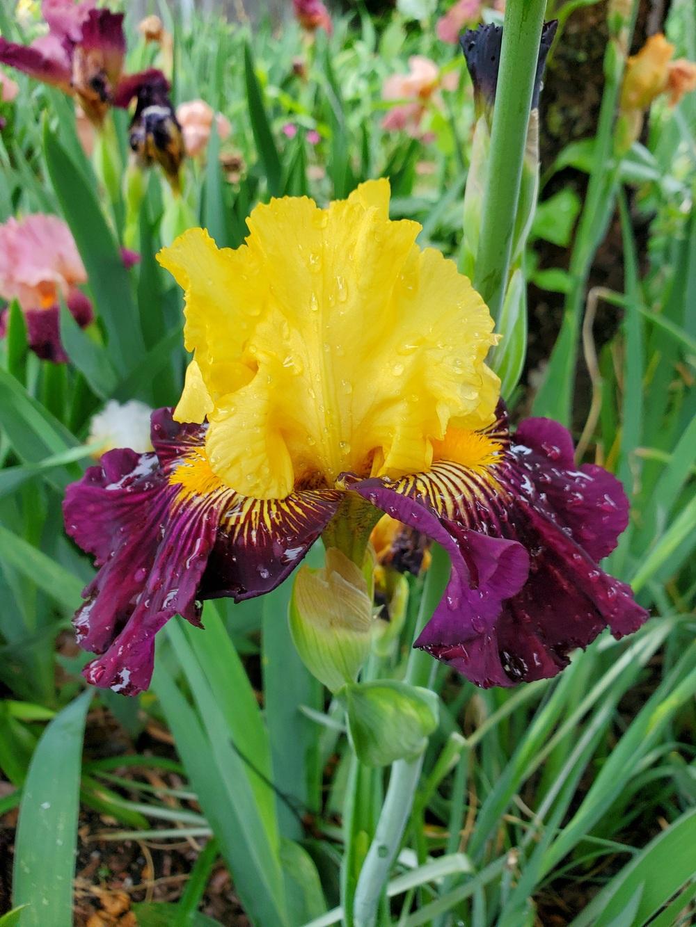Photo of Tall Bearded Iris (Iris 'Pirate Ahoy') uploaded by javaMom
