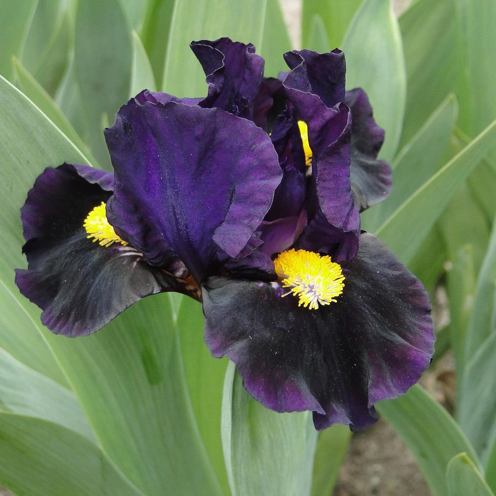 Photo of Miniature Dwarf Bearded Iris (Iris 'Kay') uploaded by lauriemorningglory