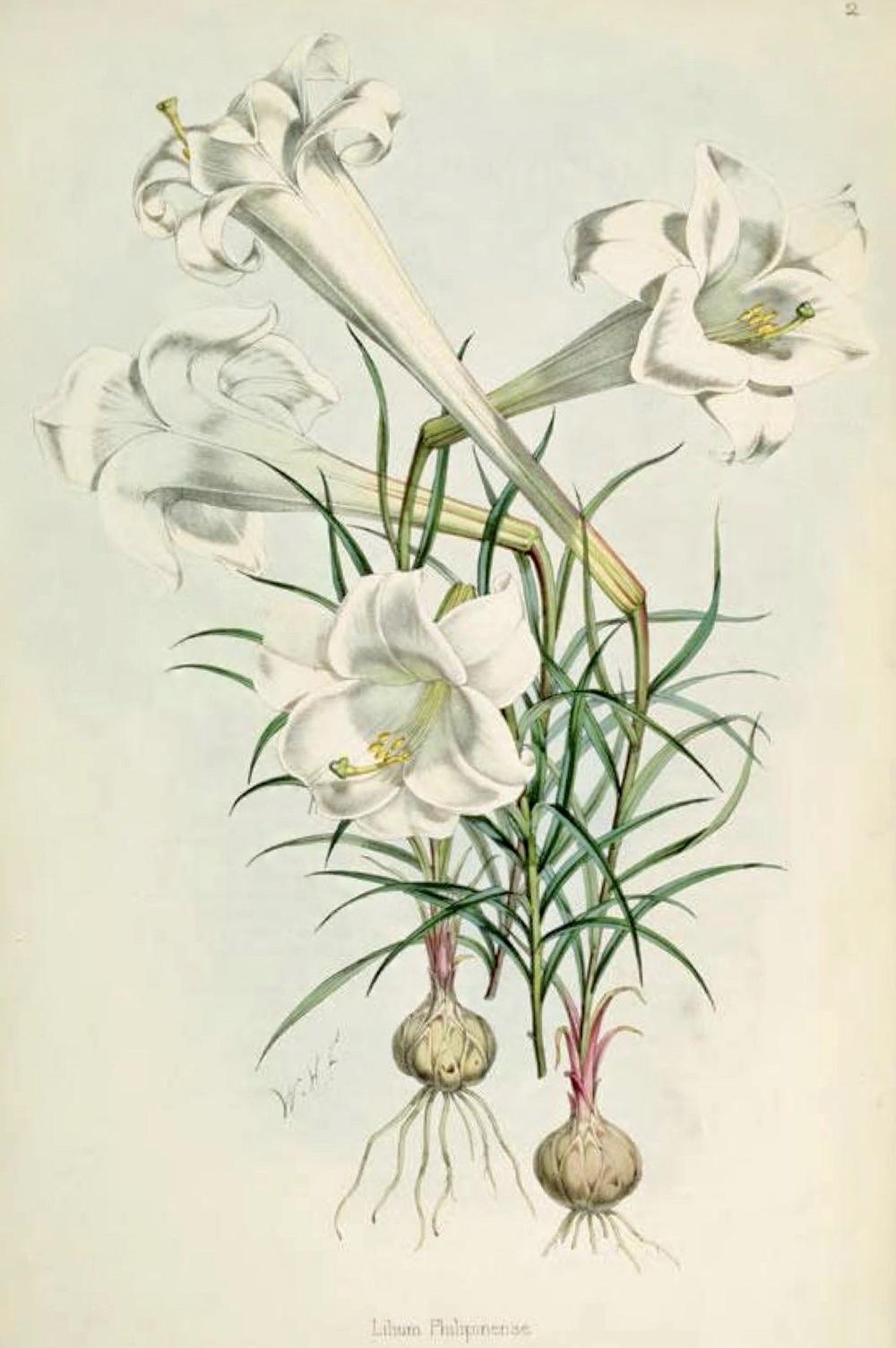 Photo of Lily (Lilium philippinense) uploaded by scvirginia