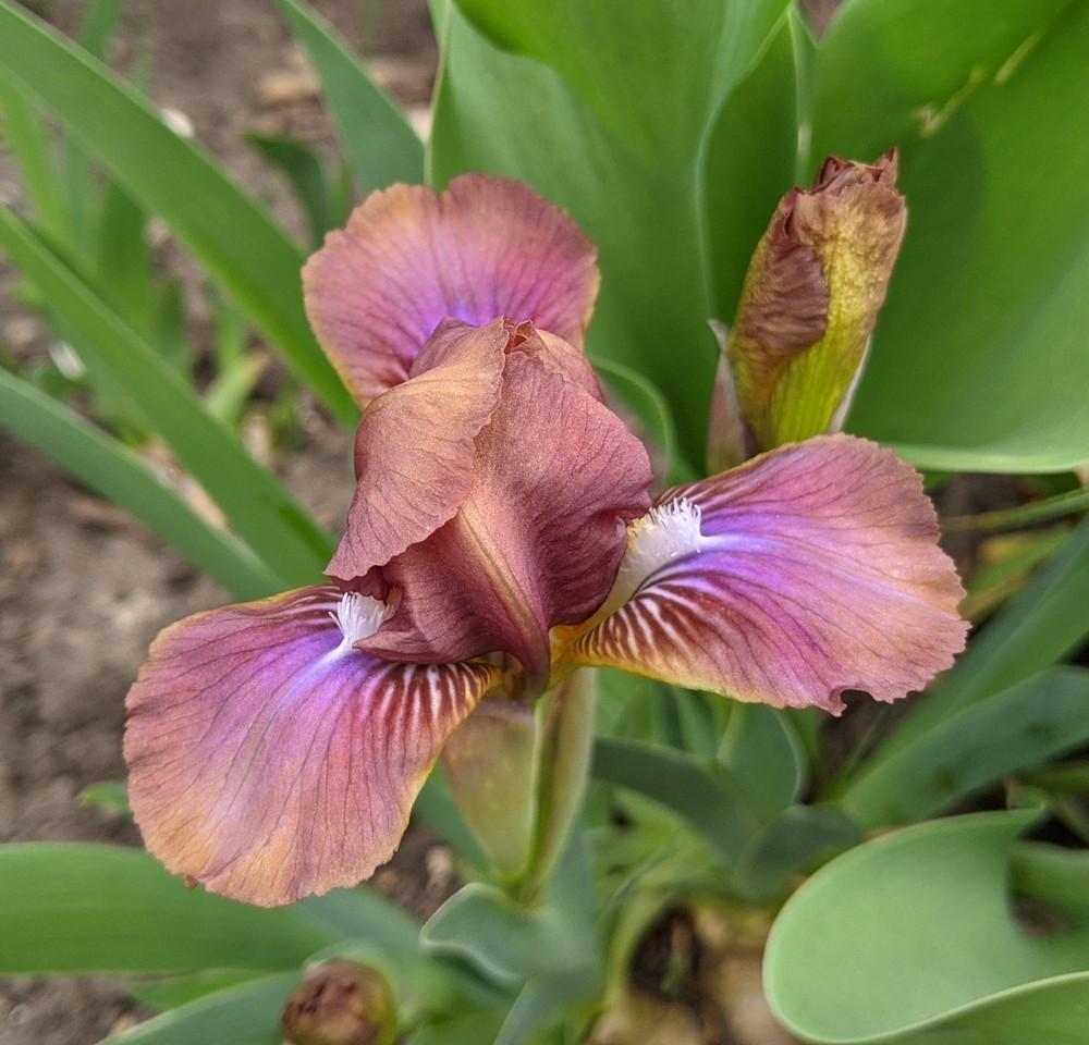 Photo of Miniature Dwarf Bearded Iris (Iris 'Wee Harry') uploaded by Artsee1