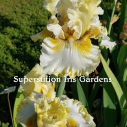 
Image courtesy of Superstition Iris Gardens