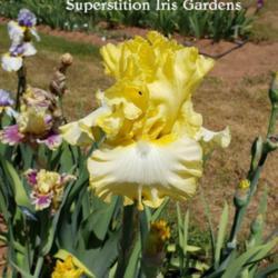 
Image courtesy of Superstition Iris Gardens