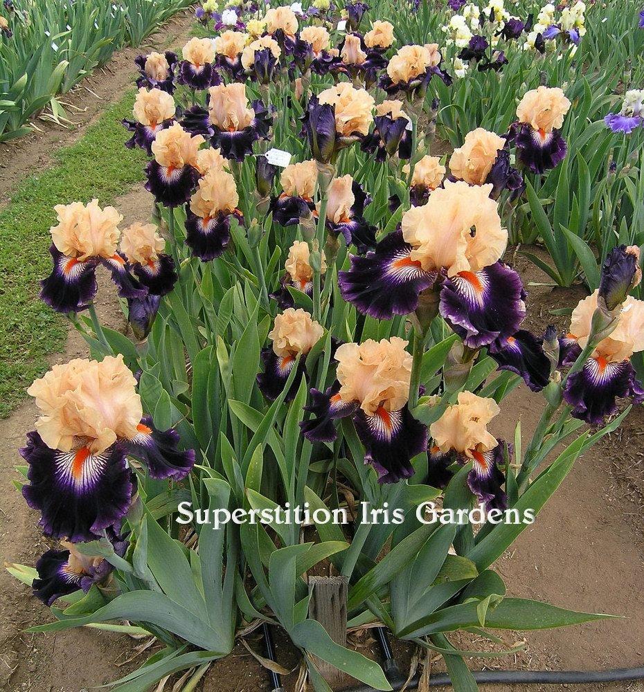 Photo of Tall Bearded Iris (Iris 'Irresistible Charm') uploaded by DaylilySLP