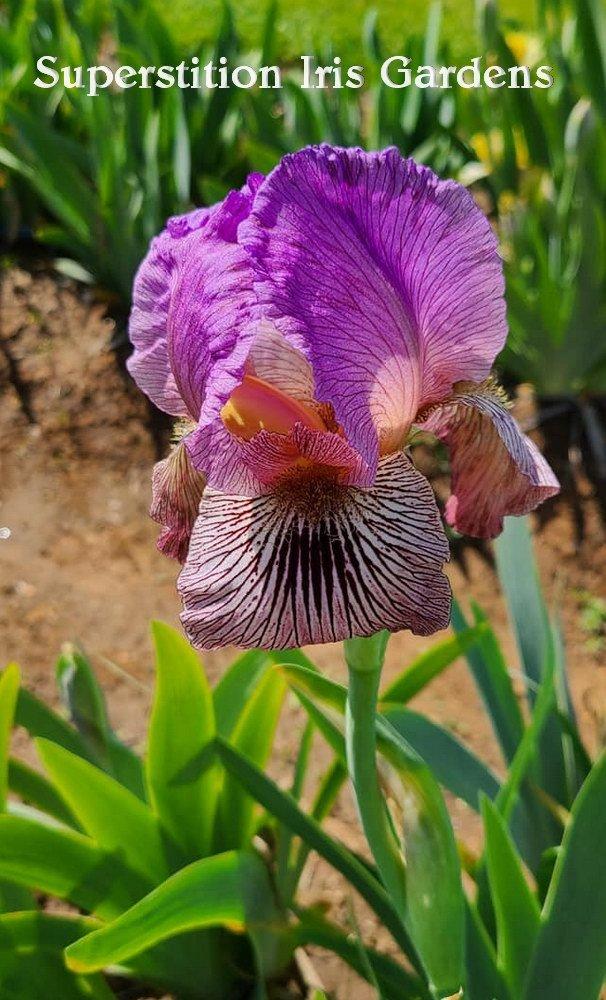 Photo of Arilbred Iris (Iris 'Alakazam') uploaded by DaylilySLP