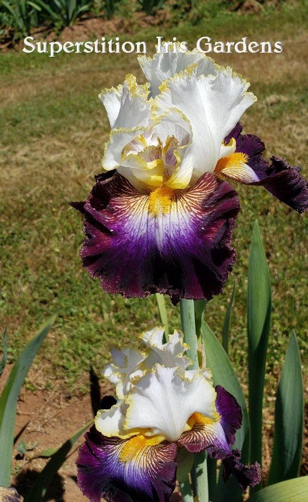 Photo of Tall Bearded Iris (Iris 'Higher Ground') uploaded by DaylilySLP