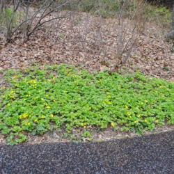 Location: Jenkins Arboretum in Berwyn, PA
Date: 2021-04-18
groundcover patch