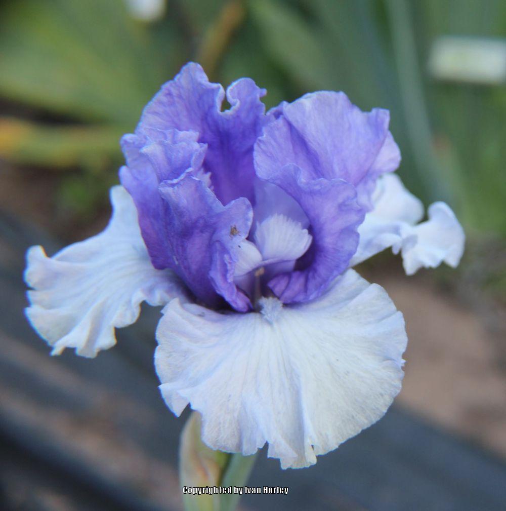 Photo of Tall Bearded Iris (Iris 'Crowned Heads') uploaded by Ivan_N_Tx