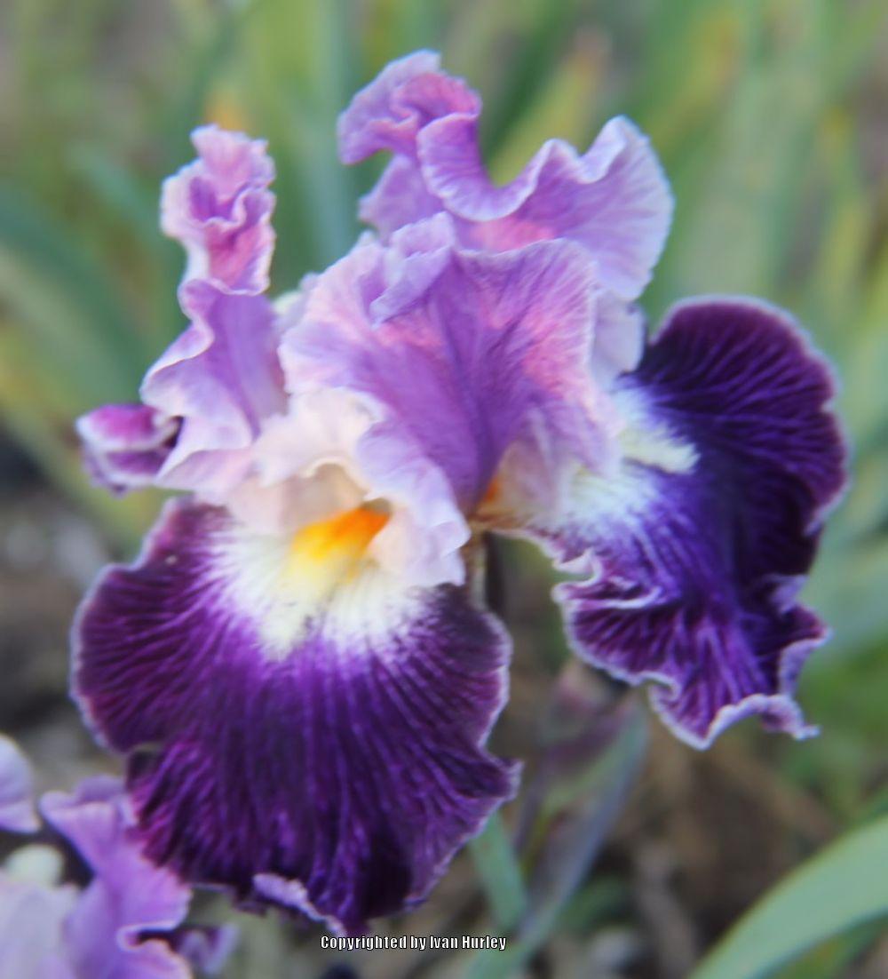 Photo of Tall Bearded Iris (Iris 'Duplication') uploaded by Ivan_N_Tx