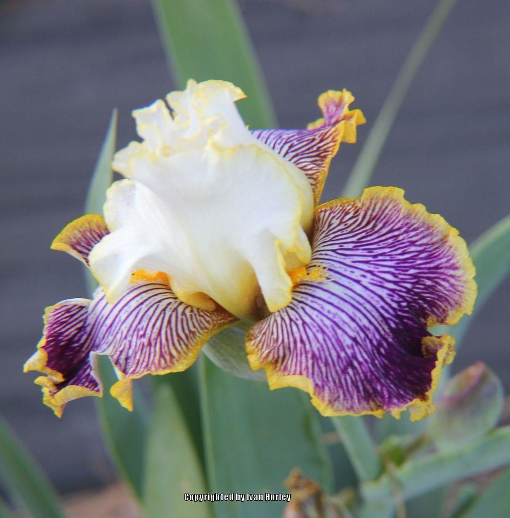 Photo of Tall Bearded Iris (Iris 'Gloriafied Glenn') uploaded by Ivan_N_Tx