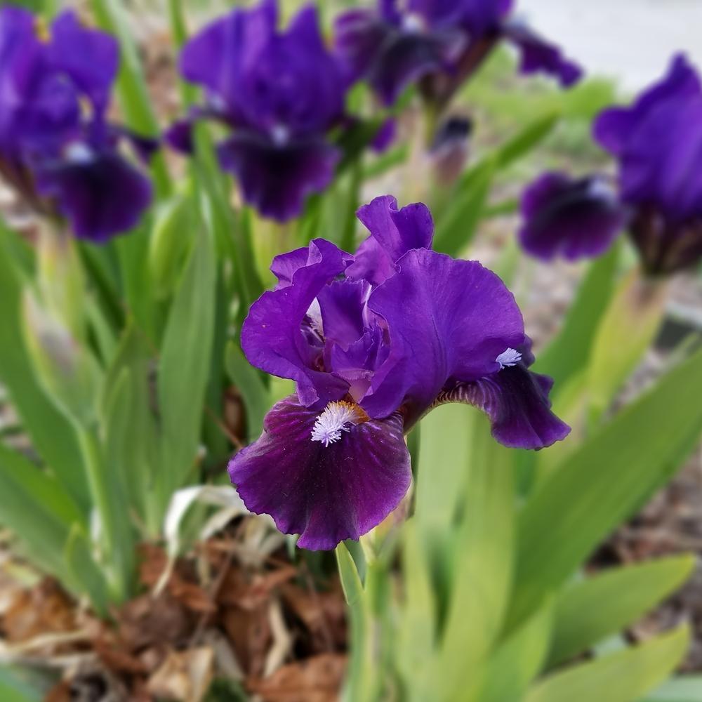 Photo of Miniature Dwarf Bearded Iris (Iris 'Bam') uploaded by OrganicJen