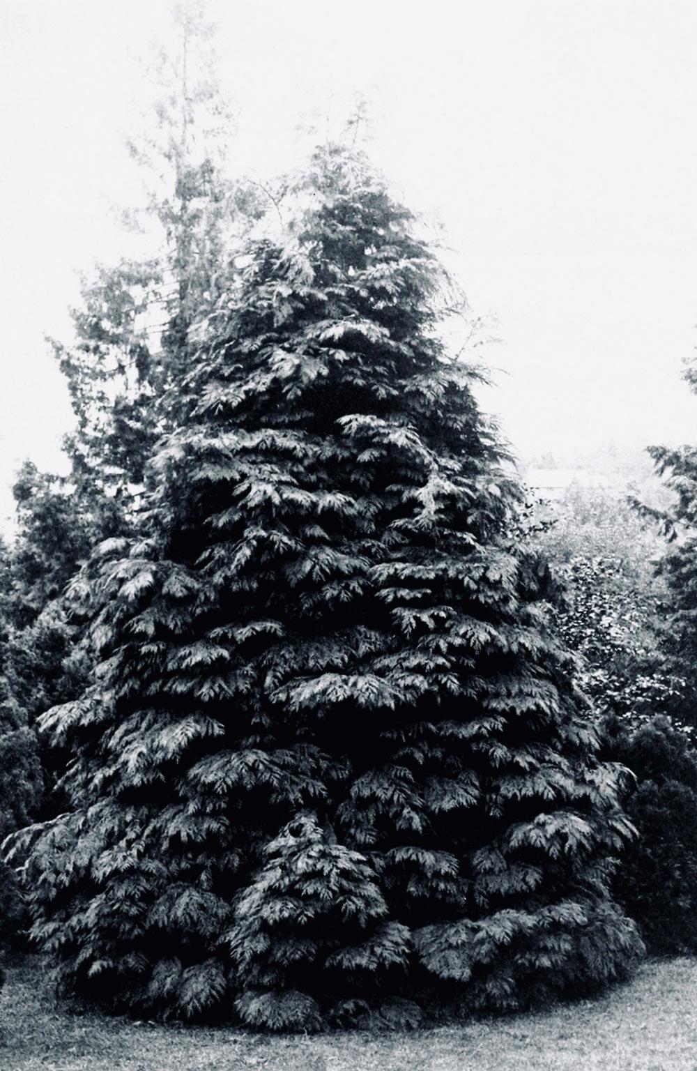 Photo of Lawson Cypress (Chamaecyparis lawsoniana) uploaded by scvirginia