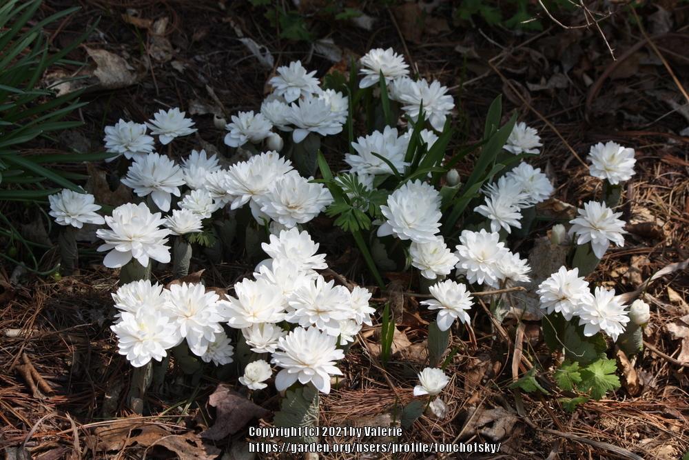 Photo of Bloodroot (Sanguinaria canadensis 'Multiplex') uploaded by touchofsky