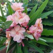 Nerium oleander 'Mrs. Roeding'