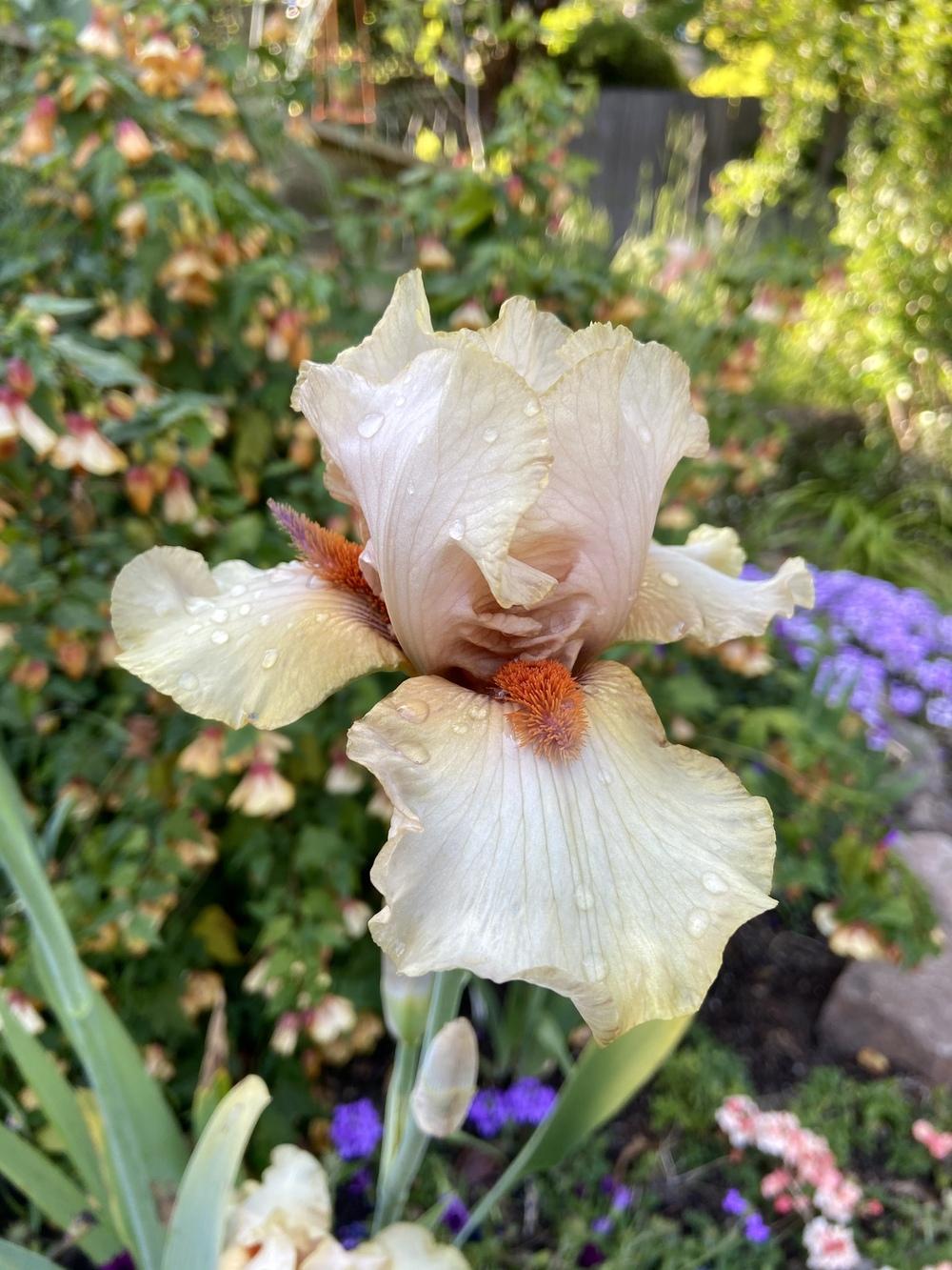 Photo of Tall Bearded Iris (Iris 'Tobacco Chew') uploaded by Calif_Sue