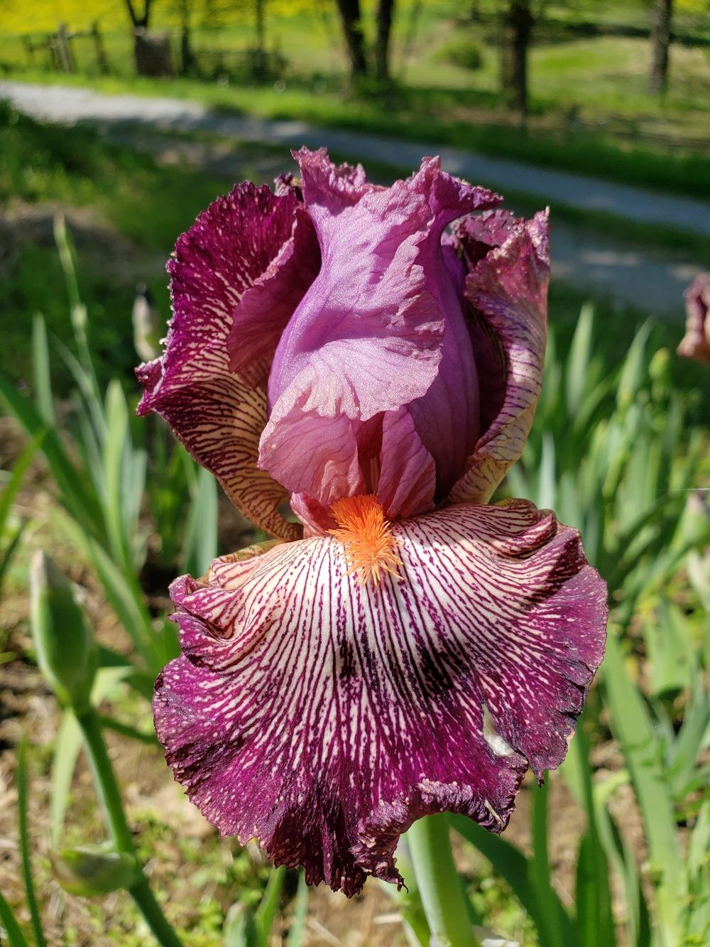 Photo of Tall Bearded Iris (Iris 'Anything Goes') uploaded by Chaos_Feyre