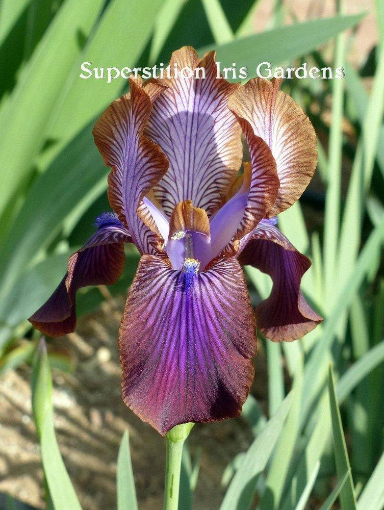 Photo of Arilbred Iris (Iris 'Stolon Ginger') uploaded by DaylilySLP