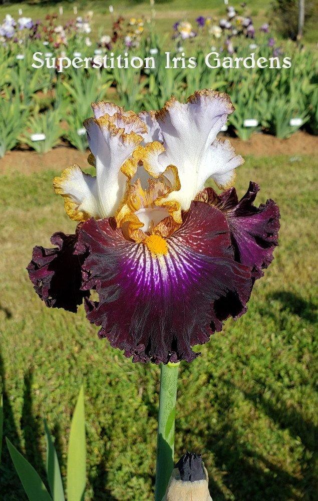 Photo of Tall Bearded Iris (Iris 'Reckless Child') uploaded by DaylilySLP