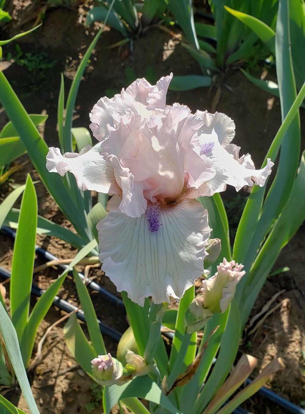 Photo of Tall Bearded Iris (Iris 'Those Violet Eyes') uploaded by DaylilySLP